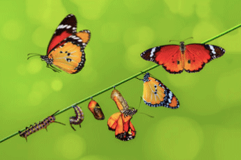 butterfly