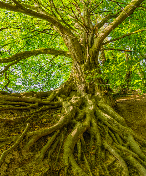 roots